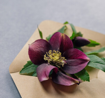 Beautiful bright flower lying in the envelope. Vertical studio shot.