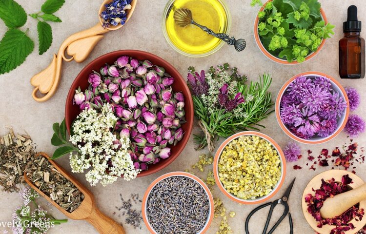 herbs that moisturize the skin