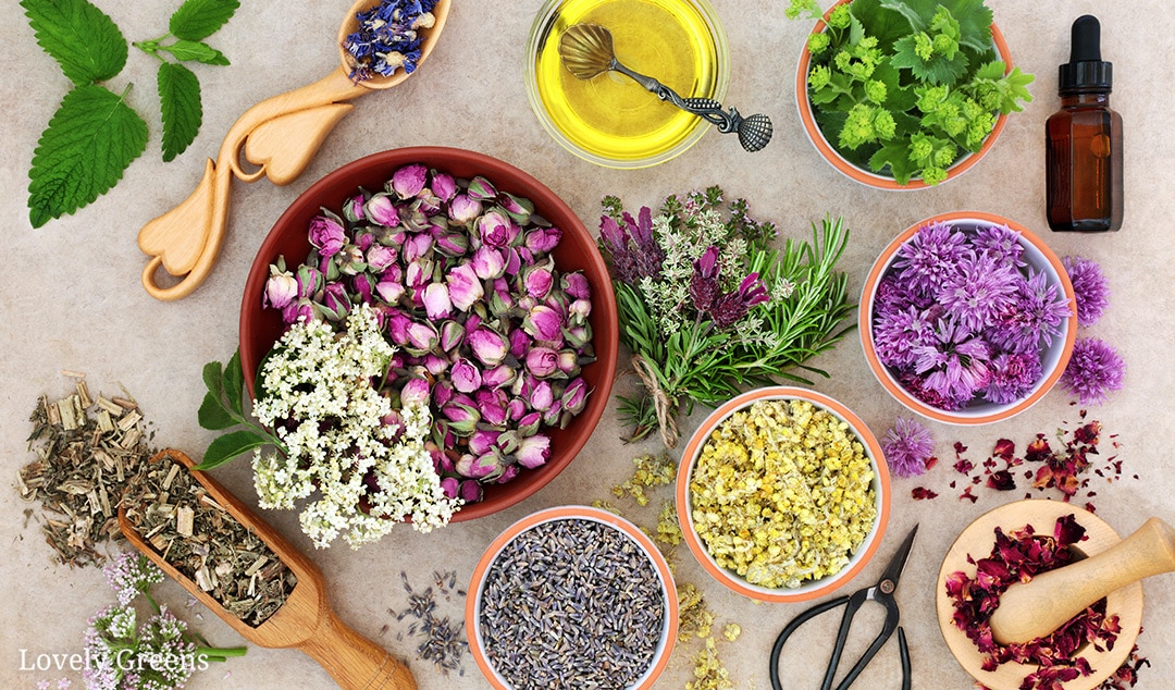 herbs that moisturize the skin